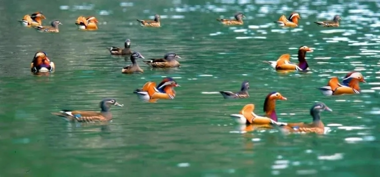 一座武陵深闺里的温泉古城，撩开面纱。。。。。。叫板巴马 ！——贵州石阡的长寿之谜