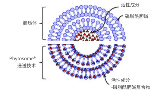 聚焦肺结节高危人群，GRANVER 吉清肺点燃肺部健康新希望
