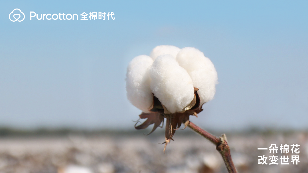 走进棉花的世界 全棉时代记录一朵棉花带来的改变